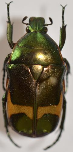 Chondrorrhina cinctuta
